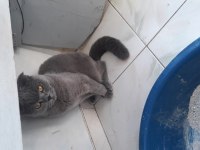 Scottish fold kedimiz sahiplendirilecektir