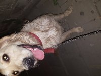 Ücretsiz sahiplendirme golden retriever