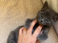 Minik british shorthair yavrumuza yuva arıyoruz