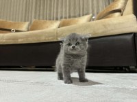 British Longhair Ve Shorthair