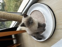 Safkan british shorthair yavrular