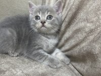 British Shorthair Silver