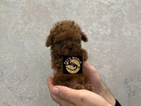 Pets World güvencesiyle orijinal toy poodle yavrularımız