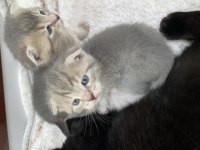 SCOTTİSH FOLD