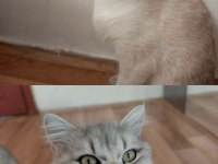 British Shorthair Ve Longhair