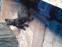 A kalite siyah belçika kurdu yavrular