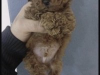 Toy Poodle Yavru