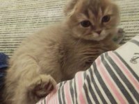 Scottish fold kırık kulak erkek kedimi sahiplendiriyorum