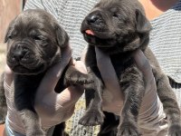 Cane corso yavru köpekler