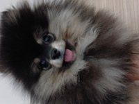 Black tan çok kaliteli pomeranian