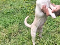 Pinscher 4 Aylık