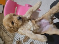 Yeni ailesine gitmek isteyen maltipoo çocuklara sıcak yuva