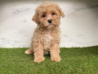 F2 MALTİPOO YAVRULARI