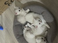 2 dişi ve 2 erkek ballı lokma yavru kediler