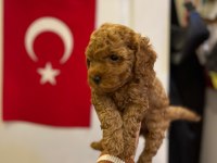 TOY POODLE BEBEĞİMİZ