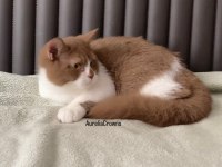SAFKAN BRITISH SHORTHAIR CINNAMON BICOLOUR ERKEK