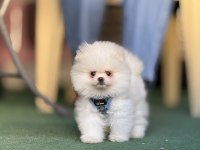 Pomeranian Boo Yavruları