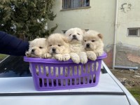 BEYAZ CHOW CHOW YAVRULARI