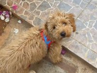 6 aylık toy poodle