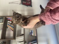 British shorthair ender renkli iki yavrumuz
