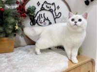 British shorthair dişi