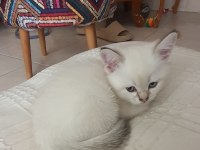 British shorthair yavrular