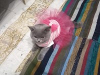 Förbi ev arıyor british shorthair