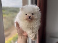 EN SAF HALİYLE POMERANİAN BOO