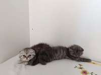 Biricik scottish fold kedimiz kendine yuva arıyor