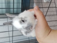 ENGLISH SPOT BENEKLI TAVŞAN YAVRULARIMIZ