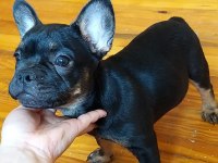 3 aylık black tan french bulldog