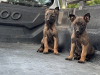 Hırs küpü Belçika Malinois yavrular