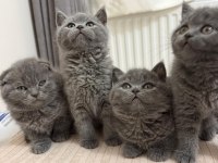 British shorthair ve scottish fold teslimi hazır yavrular