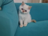Dişi yavru exotic shorthair