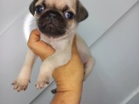 A KALİTE SIFIR BURUN PUG YAVRUMUZ