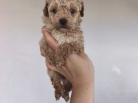 Maltipoo yavru köpekler