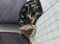 3 AYLIK KUM VE MAMA EĞİTİMLİ YAVRU KEDİMİZ