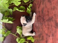 HAMBURGER SURAT PUG MOBS BEBEKLERİMİZ