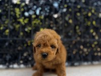 RED BROWN POODLE YAVRUMU YENİ YUVASINA HAZIR