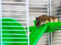Uyguna Hamster