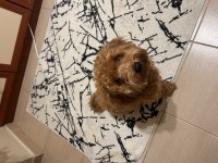 Maltipoo 6 aylık
