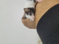 Panda mice fethiyeden tüm şehirlere
