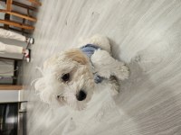 Dünya güzeli orjinal maltipoo yavrum