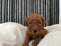 Saf kan toy poodle