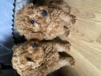 Orjinal toy poodle yavrular yeni yuvalarını arıyor