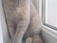 5 aylık british shorthair