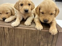 Golden retriever bebekler yeni yuvalarını arıyorlar