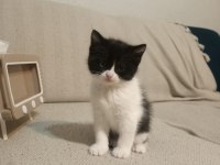 Anne british shorthair yavrulari