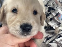 BABY FACE GOLDEN RETRİEVER BEBEKLER