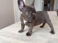 BLUE FRENCH BULLDOG